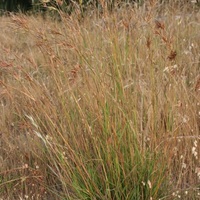 Kangaroo Grass