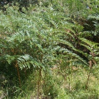 Austral Bracken