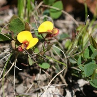 Creeping Bossiaea