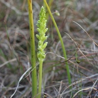 Common Onion Orchid