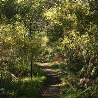 Varnish Wattle