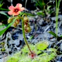 Scalet Sundew