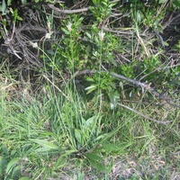 Ribwort, Plantain