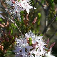 Common Fringe-myrtle