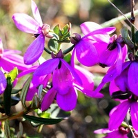 Pink Bells