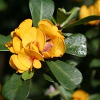 Large-leaf Bush-pea