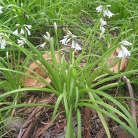 Angled Onion, Three-cornered Leek