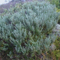 Coast Daisy-bush