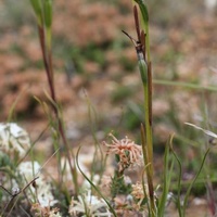 Swamp Diuris