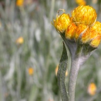 Common Everlasting