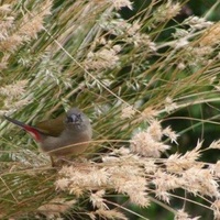 Kneed Wallaby Grass