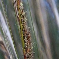 Chaffy Saw-sedge