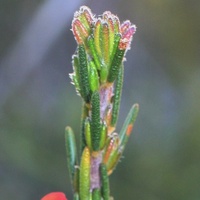 Showy Parrot-pea