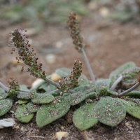 Hairy Plaintain