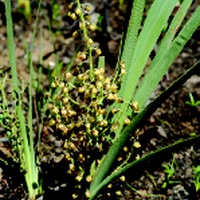 Wattle Mat-rush