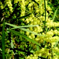 Narrow-leaf Wattle