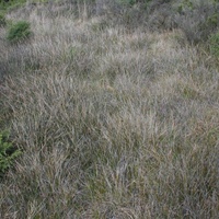 Slender or Little Sword-sedge