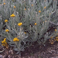 Common Everlasting