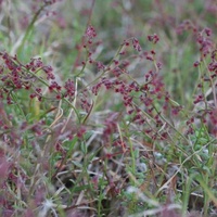 Common Raspwort