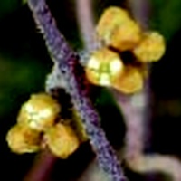 Downy Dodder-laurel