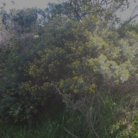 Flax-leaf Broom