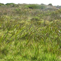 Coast Sword-sedge