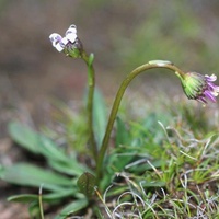 Wet-heath Daisy