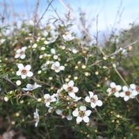 Prickly Teatree