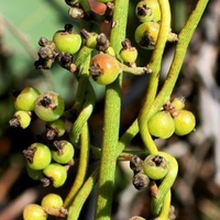 Coarse Dodder-laurel