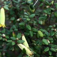 Common Correa