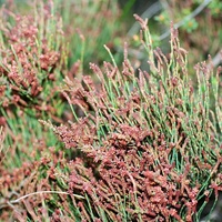 Dwarf Sheoak