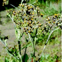 Rough Fireweed