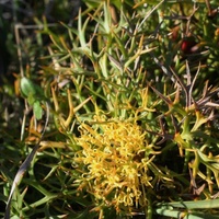 Horny Cone-bush