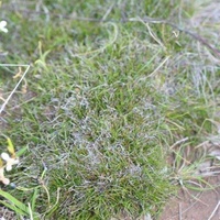 Matted Bog-sedge