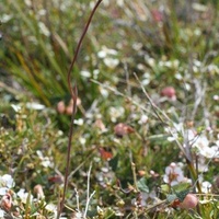 Salmon Sun-orchid