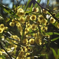 Varnish Wattle