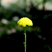 Variable Billy-buttons