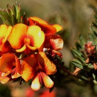 Dwarf Bush-pea