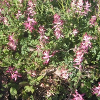 Fumaria, Wall Fumitory