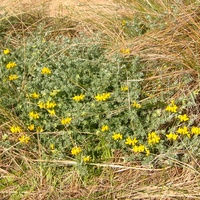 Cretan Trefoil