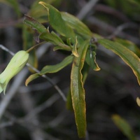 Common Apple-berry