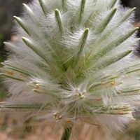 Feather Heads