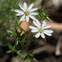 Prickly Starwort