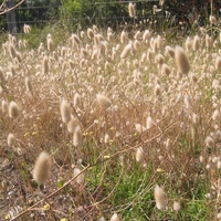 Hare's Tails