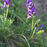 Coast Swainson-pea