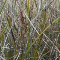 Slender or Little Sword-sedge