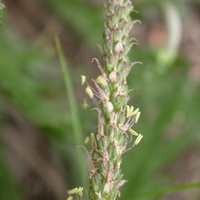 Buck's-horn Plantain