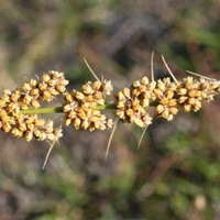 Spiny-headed Mat-rush