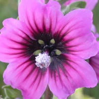 Tree Mallow