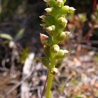 Common Onion Orchid